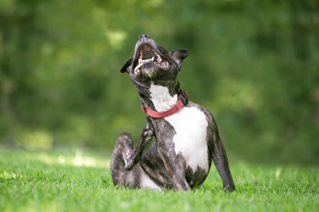Itchy dog takes a break.