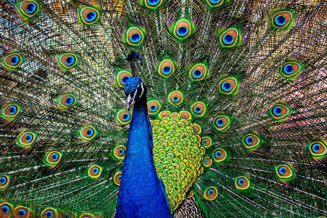 Pet peacock raising its feathers.