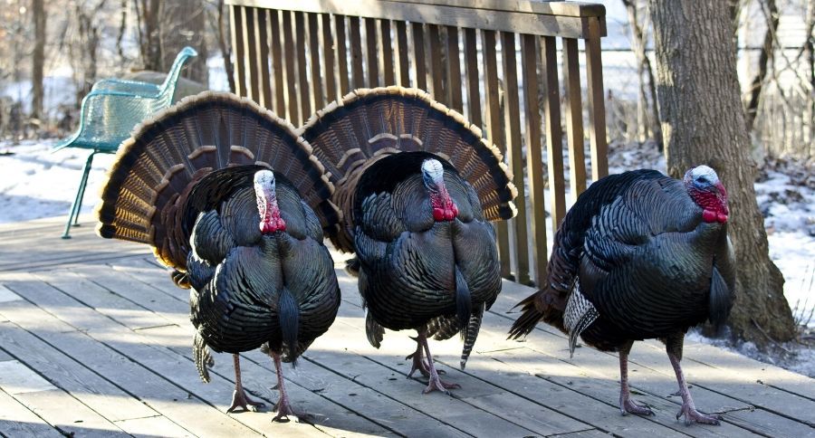 Turkey