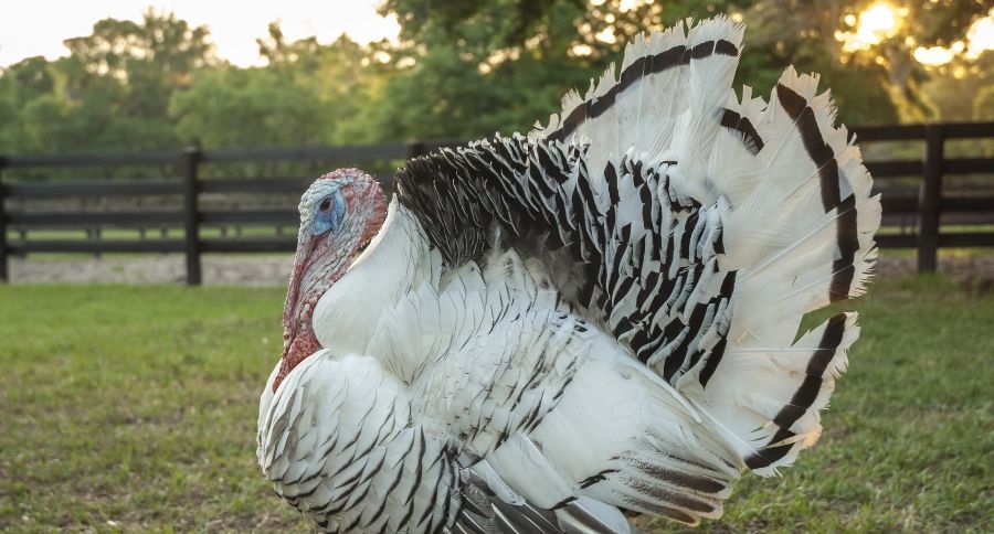 Royal Palm Turkey