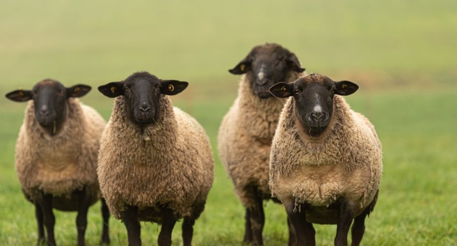 Suffolk Sheep