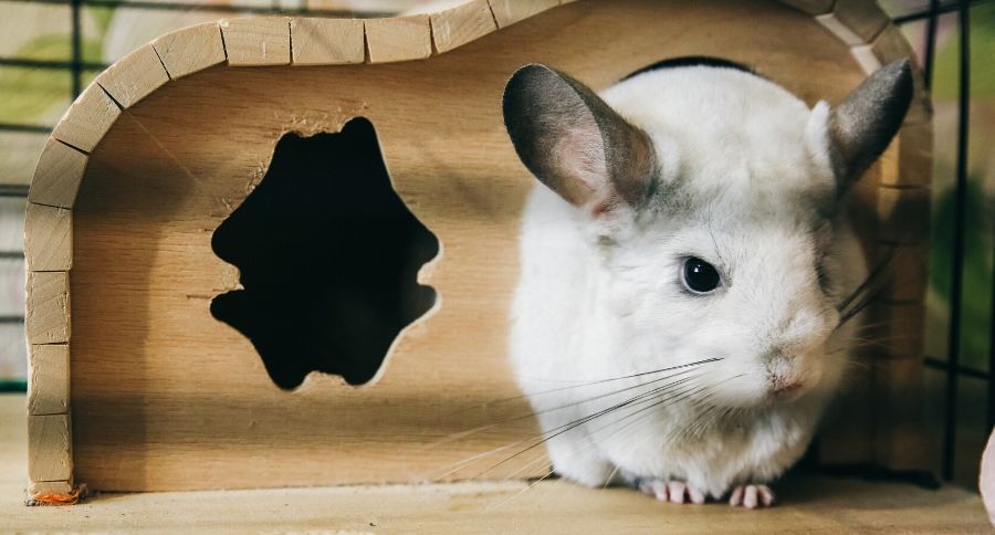 Chinchilla