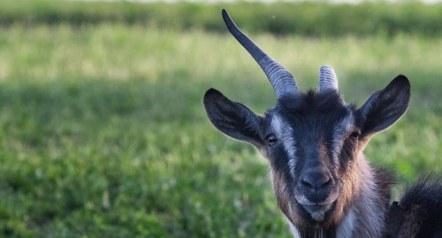 Toggenberg Goat