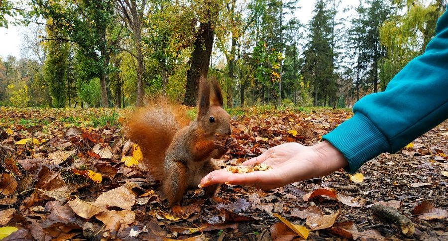 Squirrels
