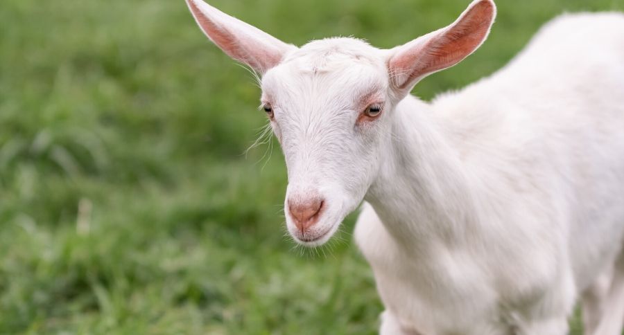 Saanen Goat