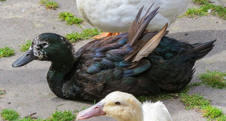 Cayuga Duck