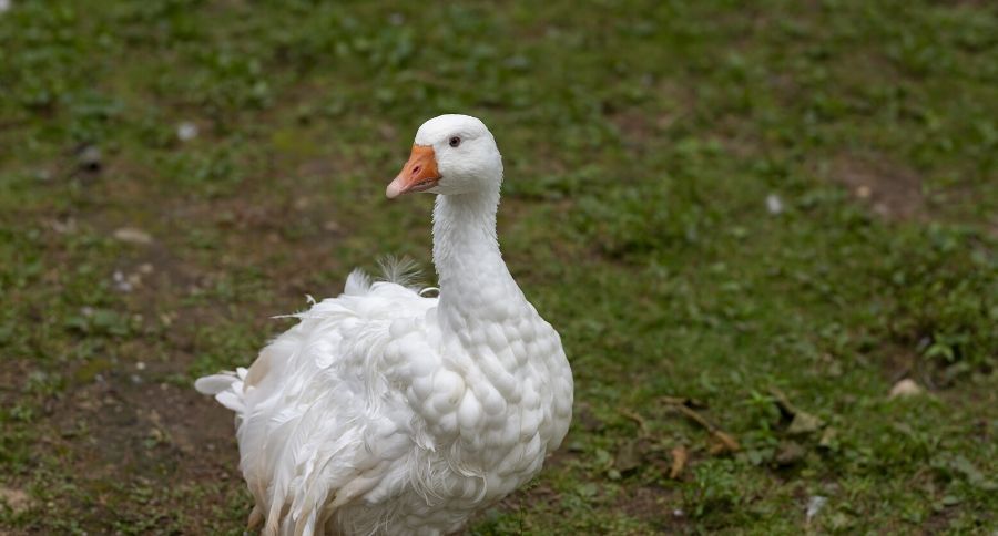 Sebastopol Geese