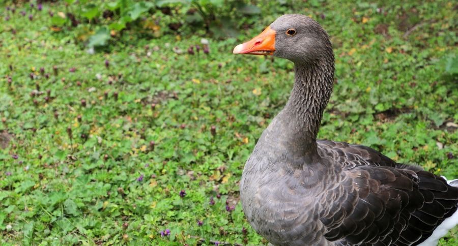 Toulouse Goose