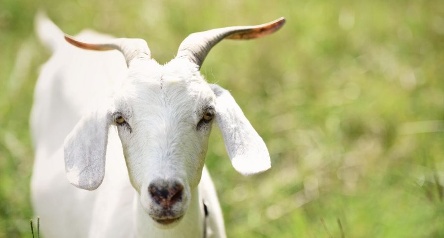Kiko Goat