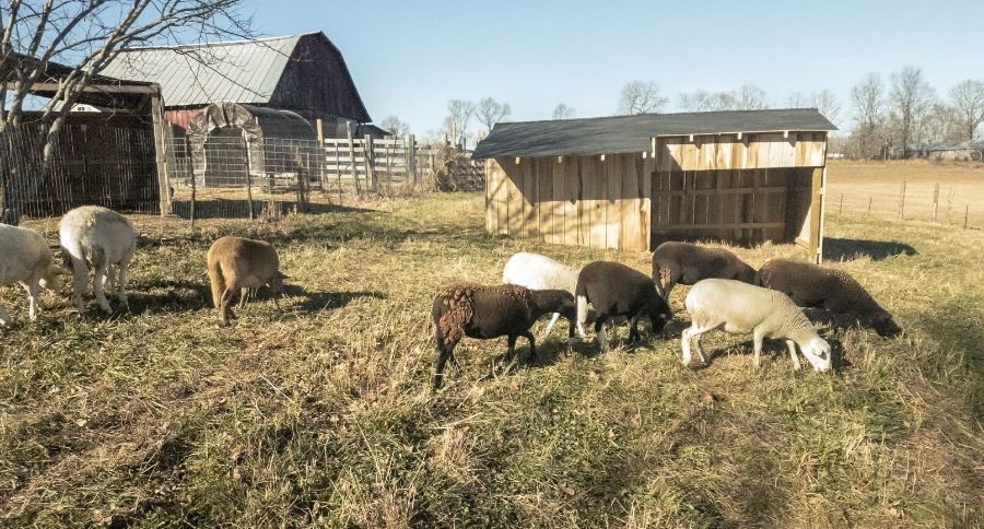 Katahdin Sheep