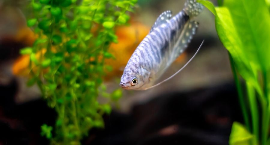 Blue Gourami