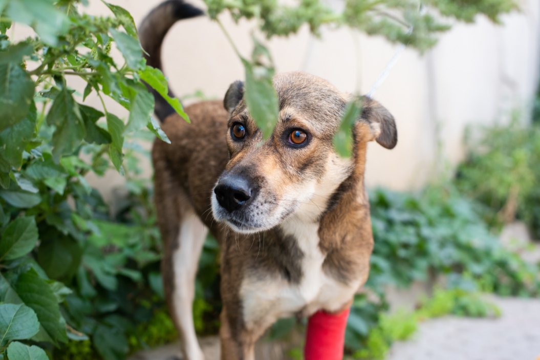 rescue dog with injury