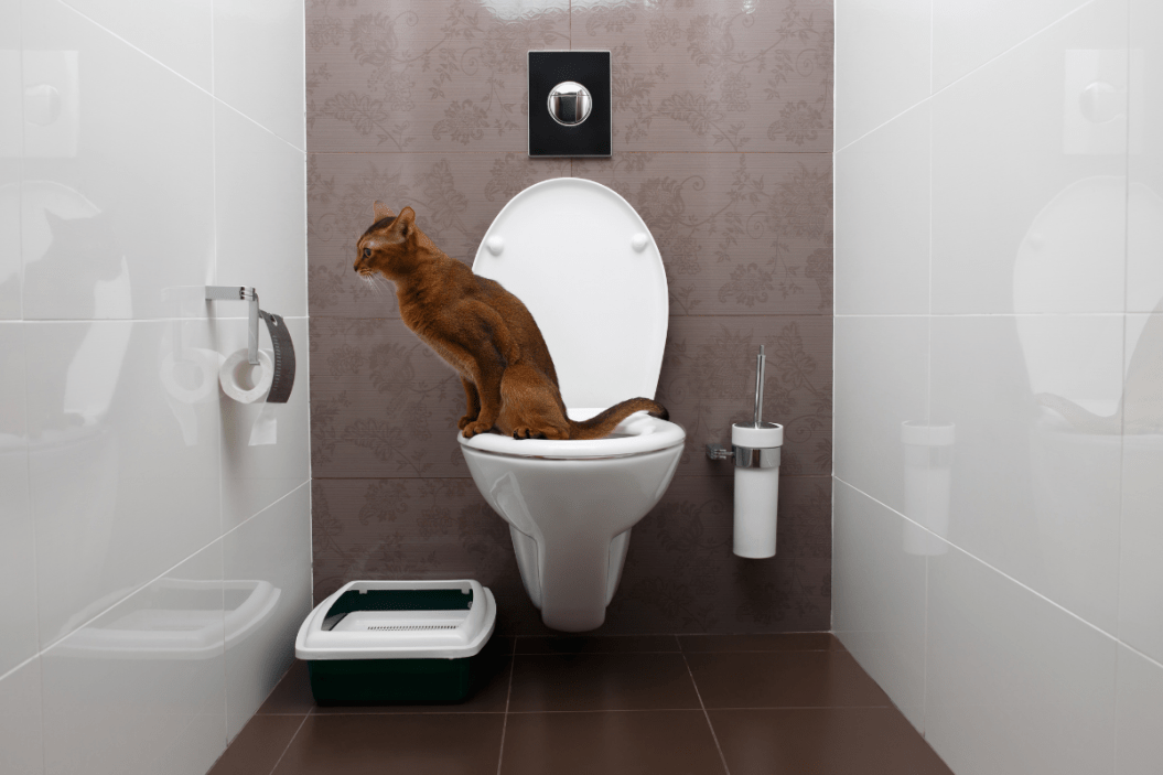 brown cat using toilet