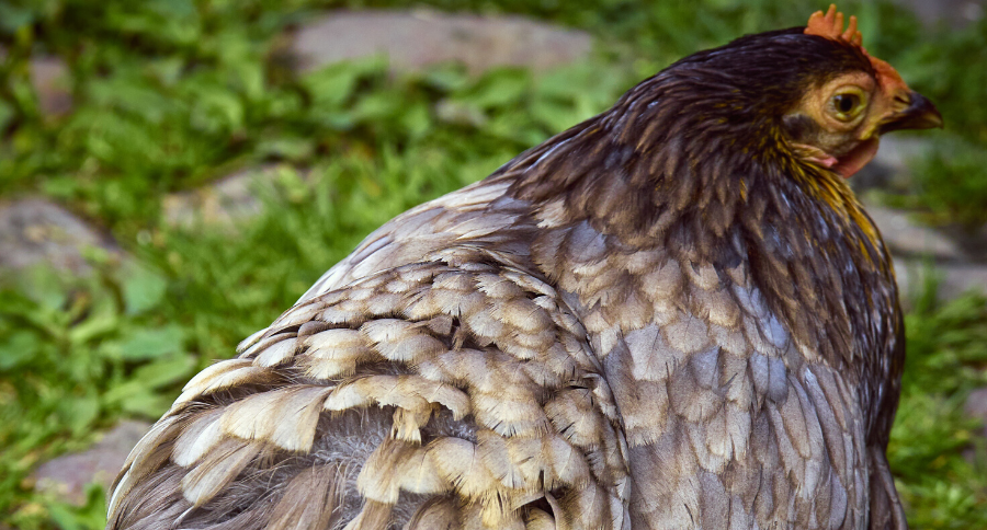 Buckeye Chicken
