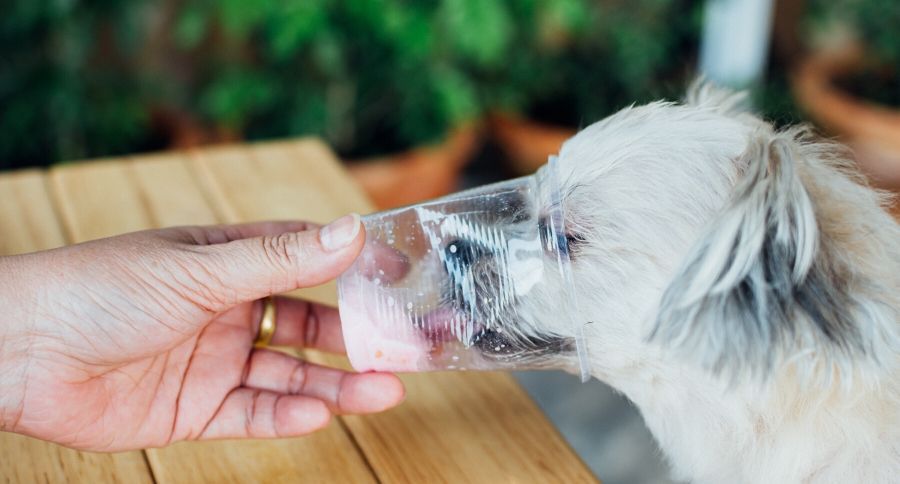 dog ice cream