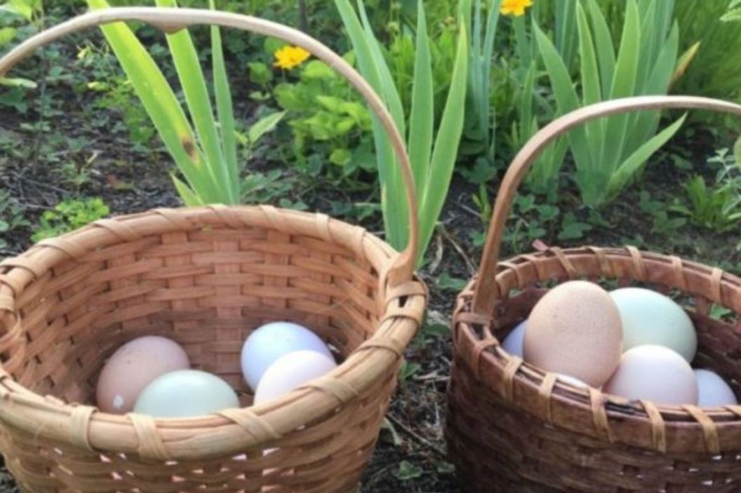 egg basket