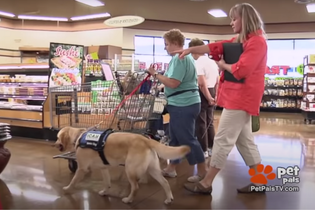 Fake Service Dogs