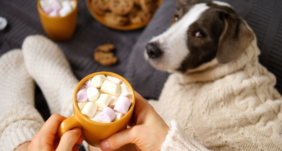 Dog Eating Marshmallows