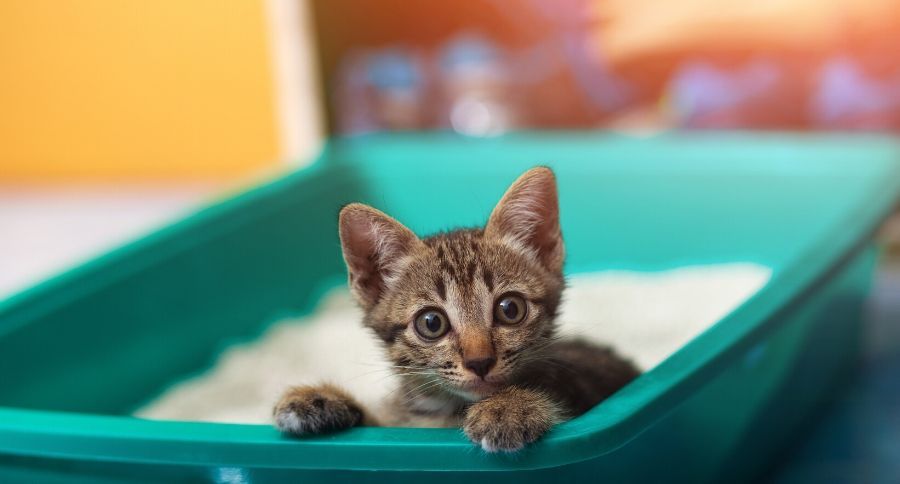 Cat Litter