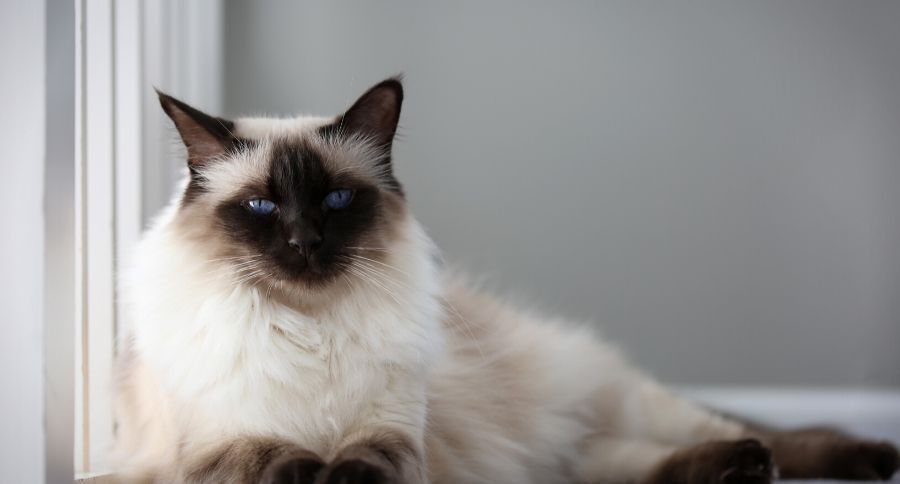 Balinese Cat
