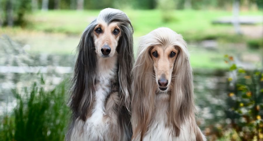Afghan Hound