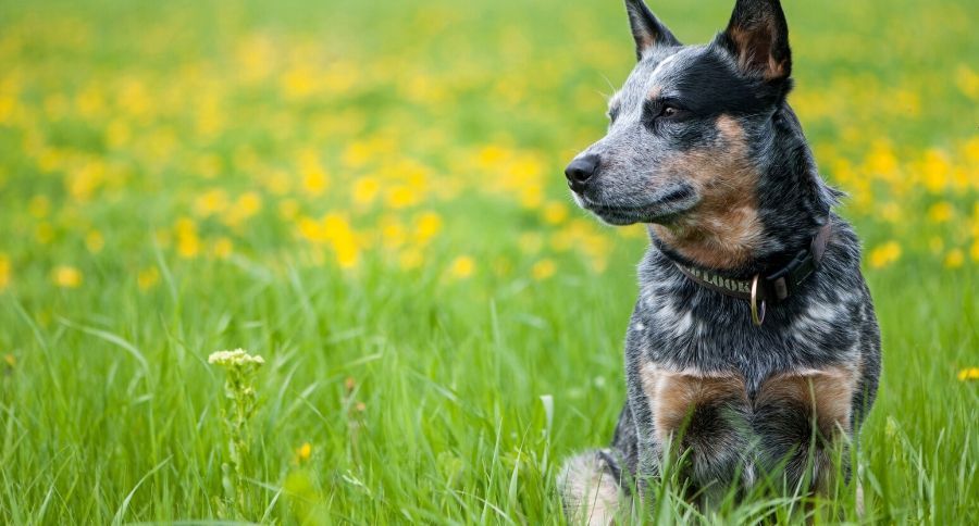 Cattle Dog