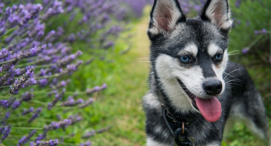 Alaskan Klee Kai