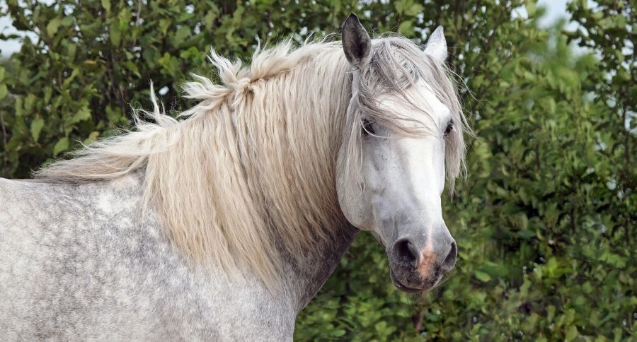 Percheron Horse