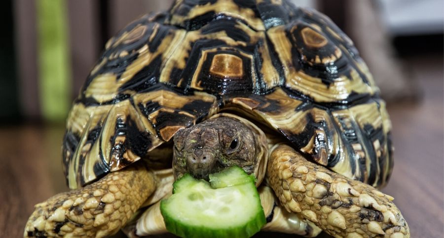 Leopard Tortoise