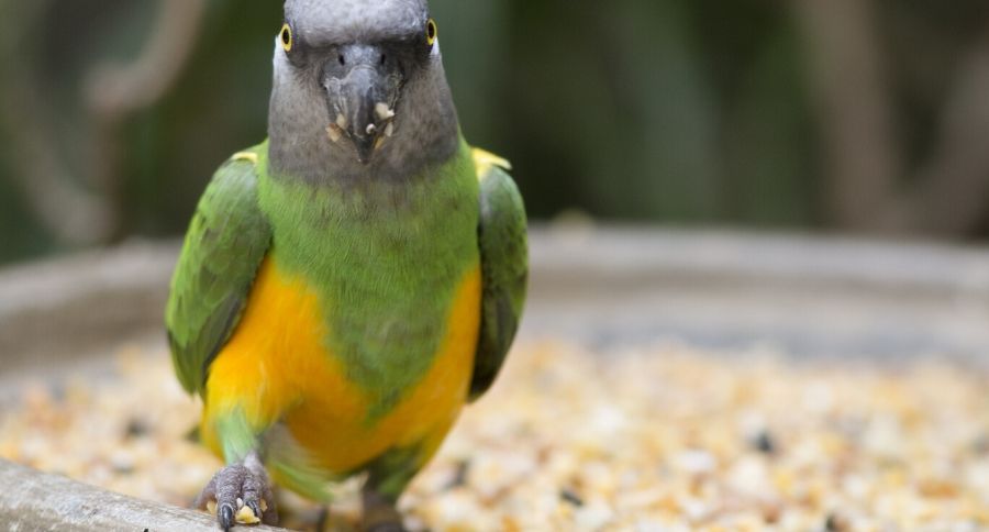 Senegal Parrot