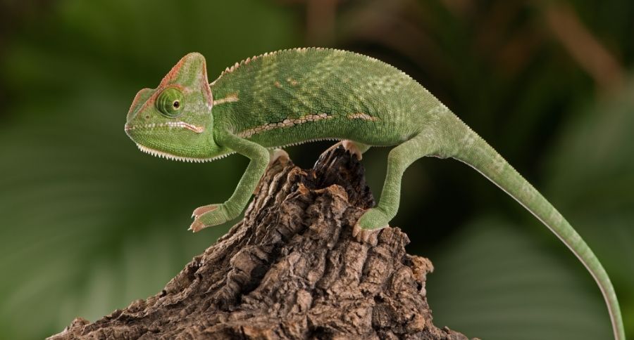 Veiled Chameleon