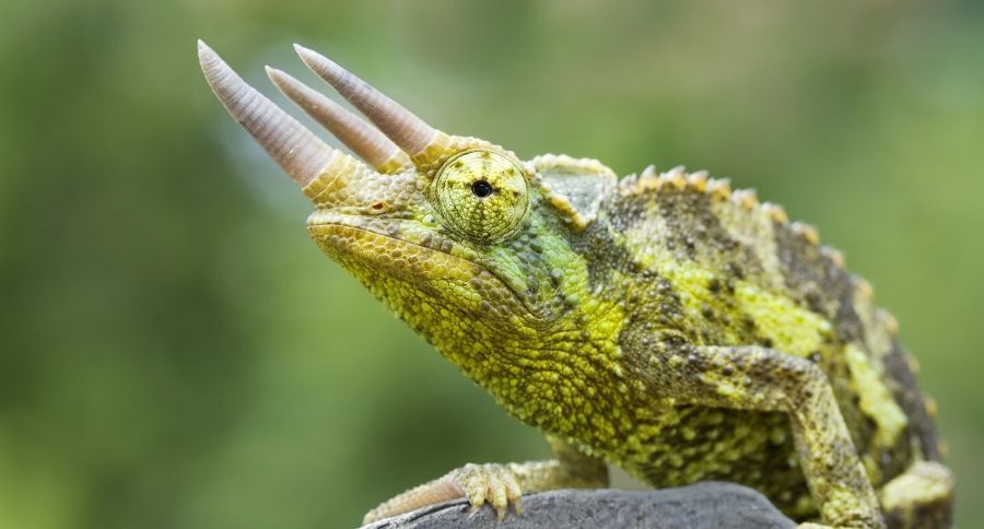 Jackson's chameleons