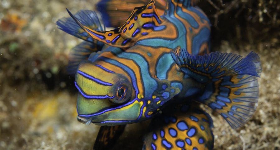 Mandarinfish