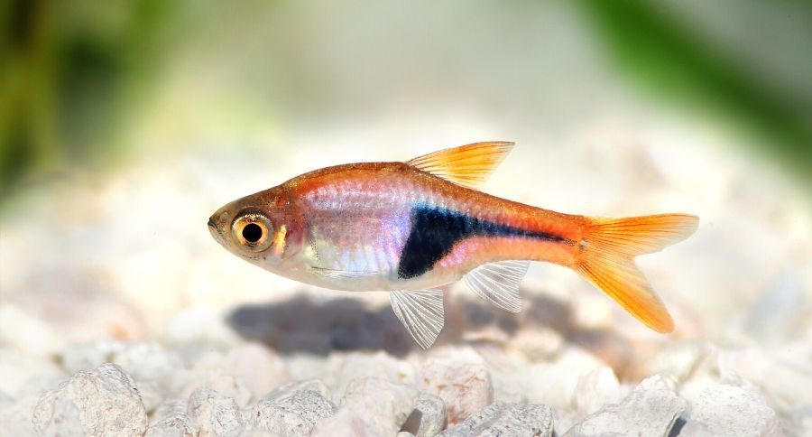 Harlequin Rasbora