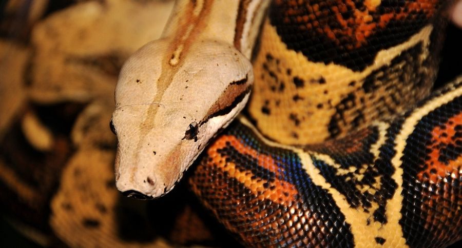 Red Tailed Boa