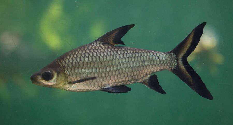 Bala Shark
