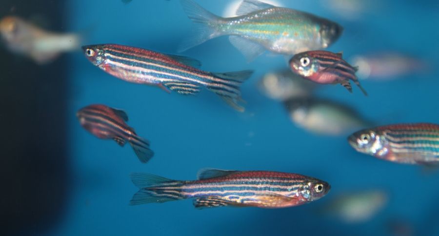 Zebra Danio
