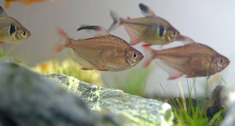 Tetras