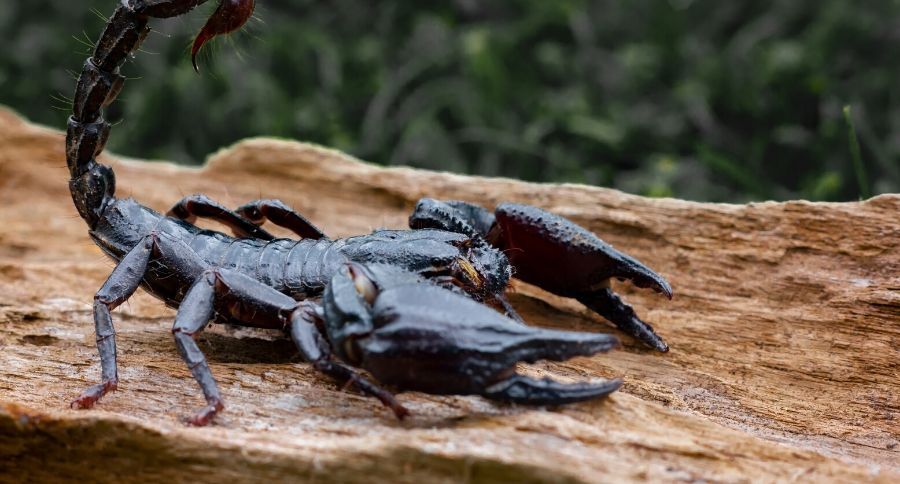 Emperor Scorpion