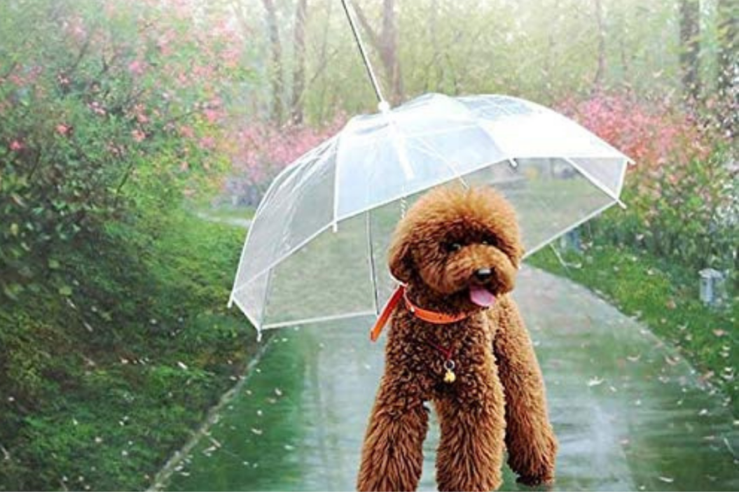 Perfect Life Ideas Pet Dog Umbrella with Leash - Easy View Clear Transparent Folding Puppy Umbrella for Small Dogs Puppies 20 Inches Back Length - Provides Protection from Rain Snow Wet Weather