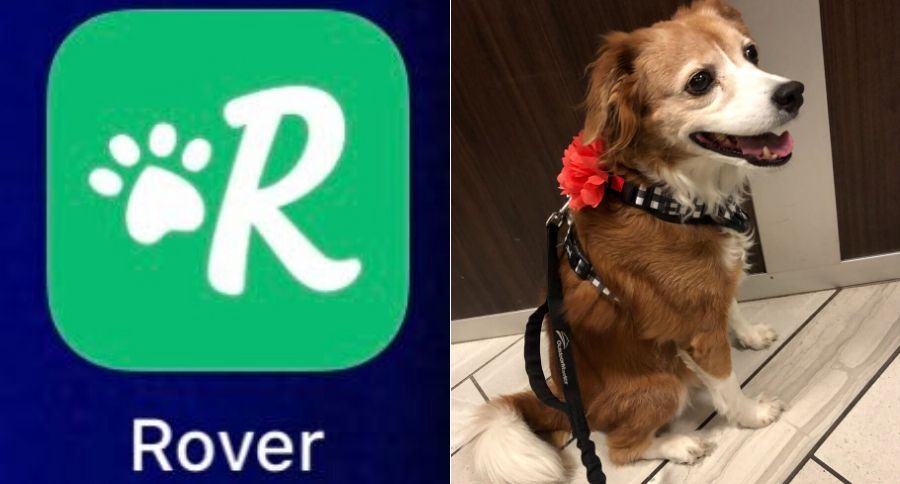 rover