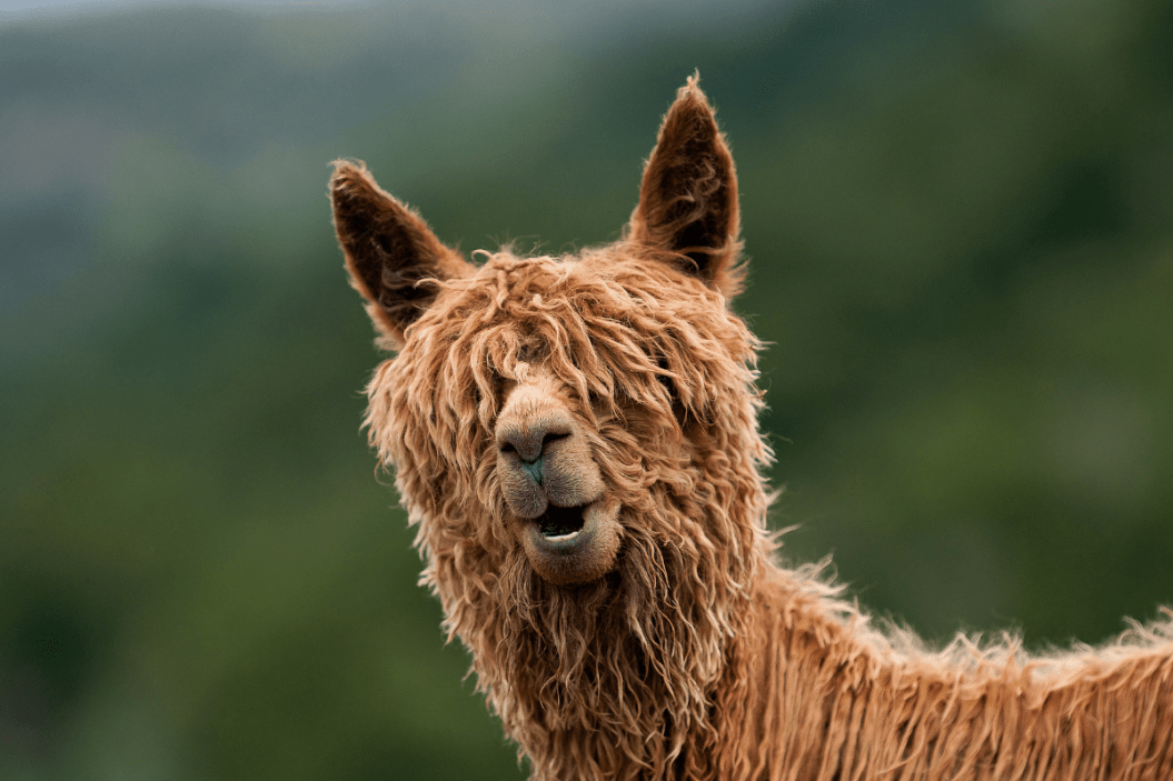 Alpaca poses for the camera.