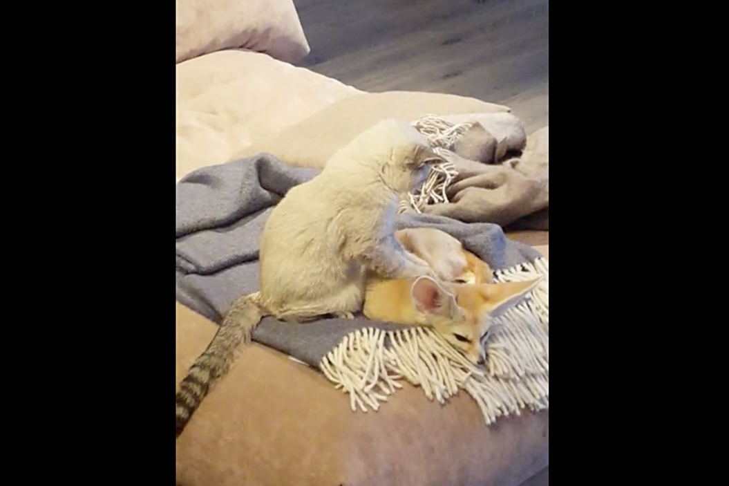 Cat gives fox a massage.