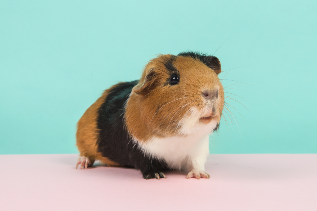 Guinea pig poses on a blue background.