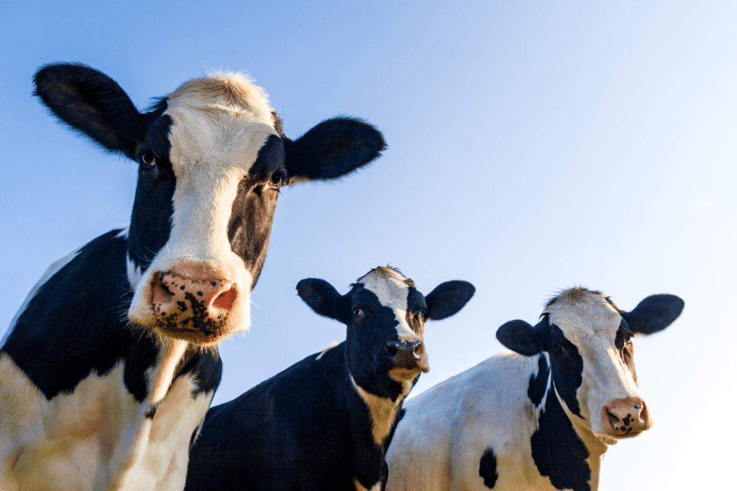 Group of cows standing around.