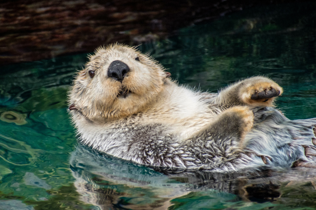 Otter goes for a swim on his back