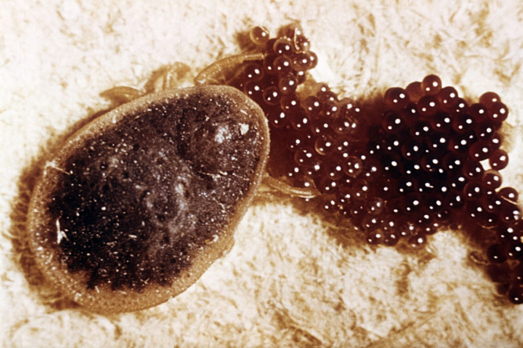 Tick Eggs