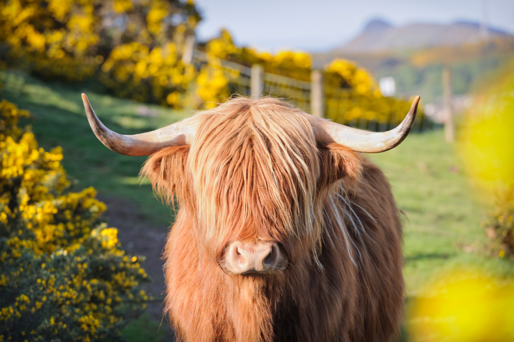 highland cow