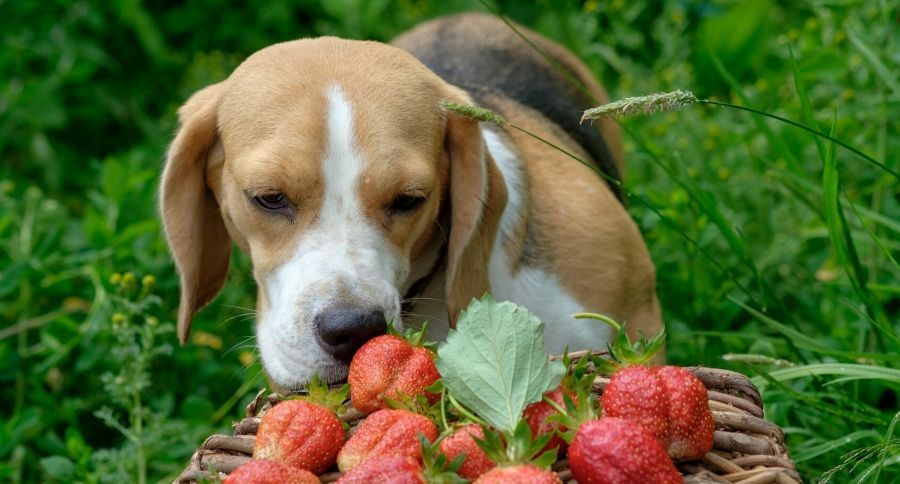 Strawberries