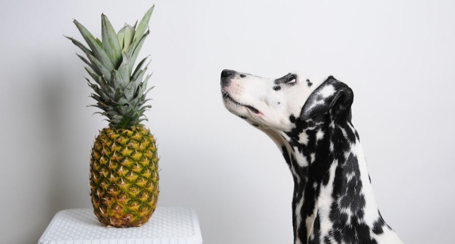 Dogs Eating Pineapple